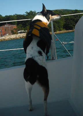 My host's dog has her own lifejacket and does a mean coyote impression to scare off the bald eagles.