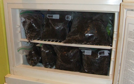 Despite four batches of jam and giving some away, plenty to freeze for future projects. 