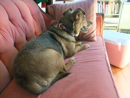 Gidget loving my pink couch. Note: turning away from the camera when I tried to take the photo.