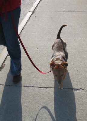 Gidget may sleep all day but put a leash on her, and the gal loves to walk.