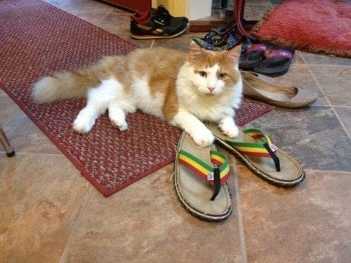 zionflipflops